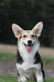 CORGI PEMBROKE 297